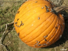 Pumpkin Flies