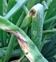 Purple Blotch And stemphylium blight