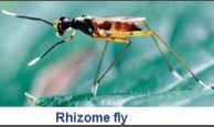 rhizome fly.png rhizome fly.png