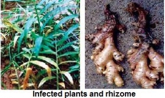 Root or Rhizhome Rot