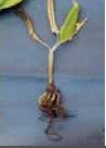 root or rhizome rot.png root or rhizome rot.png