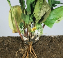 Root rot