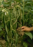 Root Rot