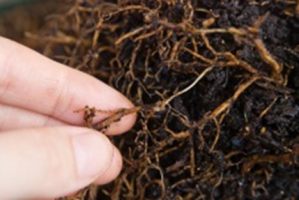 Root rot