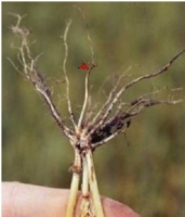 Root Rot