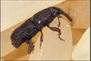 Root Weevil