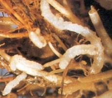 Root Weevil