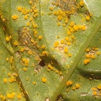 Rust and Leaf Blight 