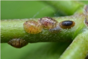 Scale Insects