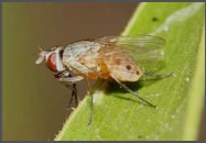 Sorghum Shoot Fly