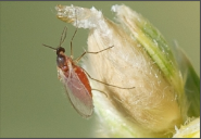 Sorghum Midge