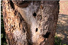 stem borer mango.png stem borer mango.png