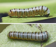 Stem Boring Caterpillar