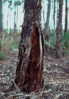 Stem Canker