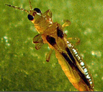 गुच्छे बनना