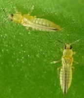 thrips cotton.jpg thrips cotton.jpg