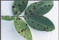 Tikka or Cercospora Leaf Spot