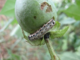tobacco caterpillar cotton.jpg tobacco caterpillar cotton.jpg