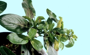 Ulocladium and Alternaria leaf spots