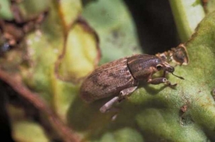 Weevil