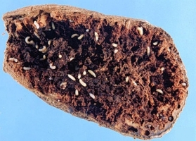 Sweet potato weevils