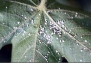 white fly cotton.jpg white fly cotton.jpg