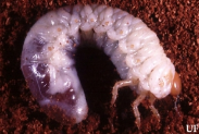 White Grub