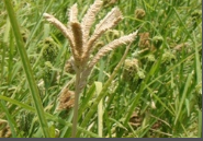 White Stem Borer