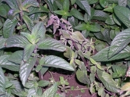 फुज़ारियम सूखा