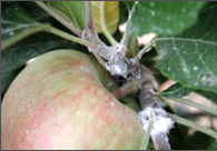 Wood Apple Aphid