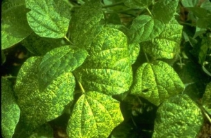 Yellow Mosaic Virus