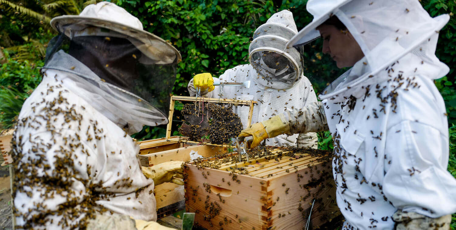 4355-beekeeping_training_jalandhar.jpg