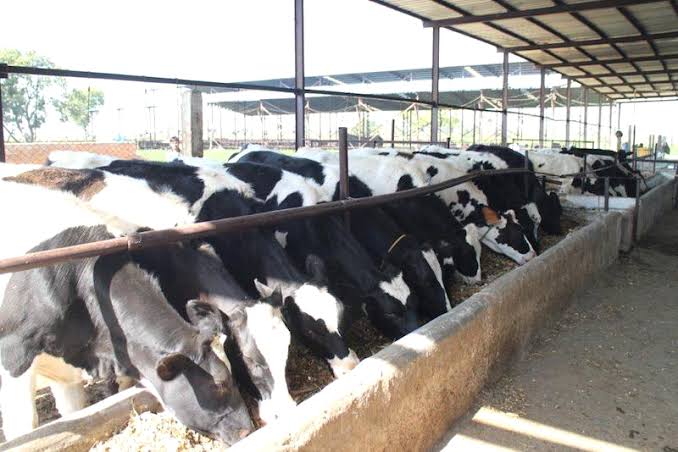 4759-dairy.jpeg