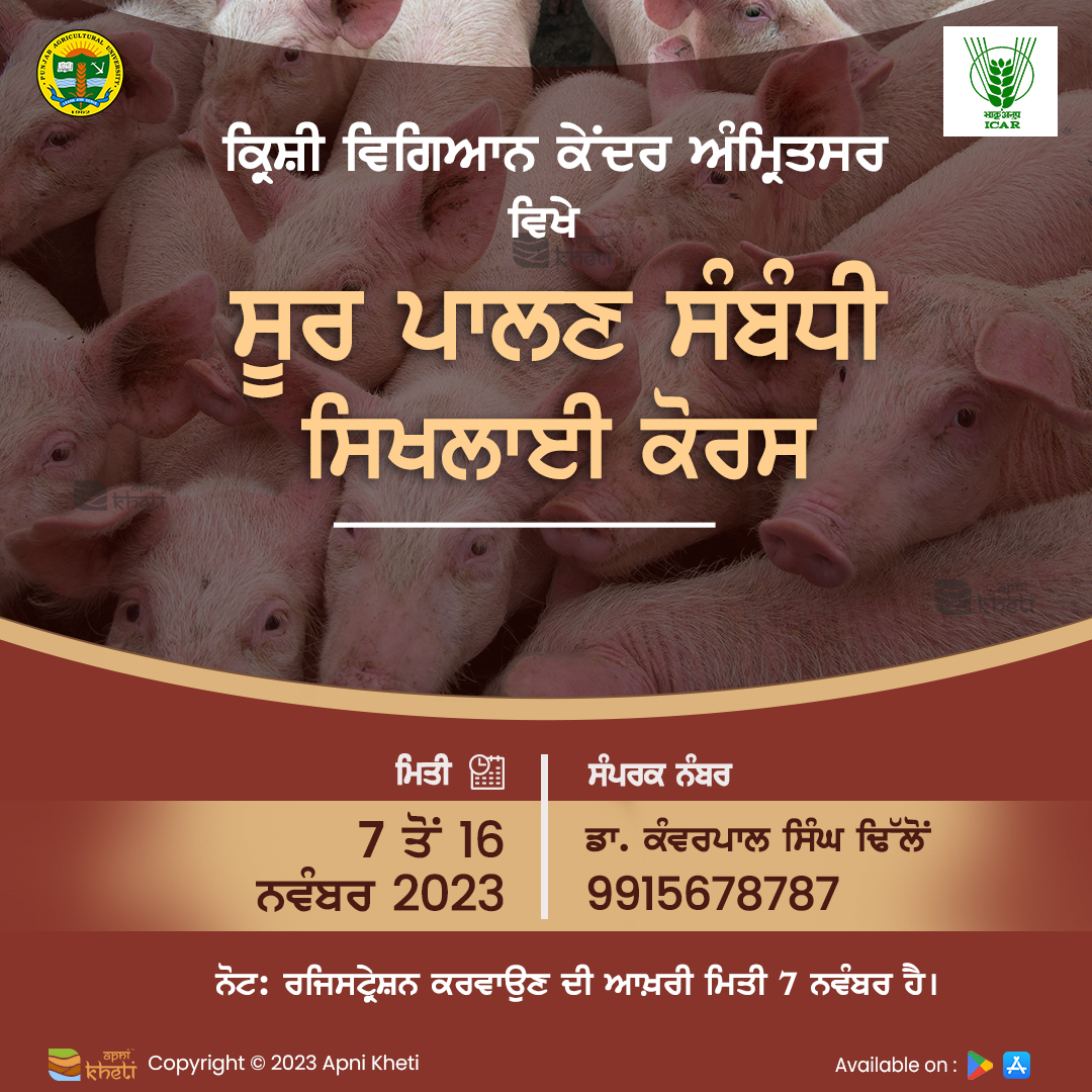 6362-piggery-event_(1).jpg