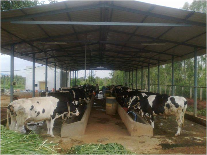 8270-training_of_dairy.jpg