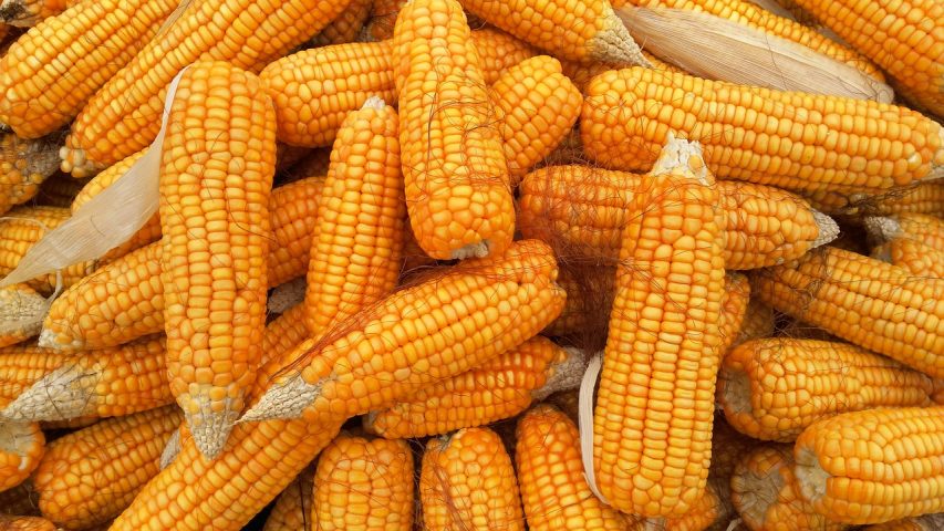 9589-maize.jpg
