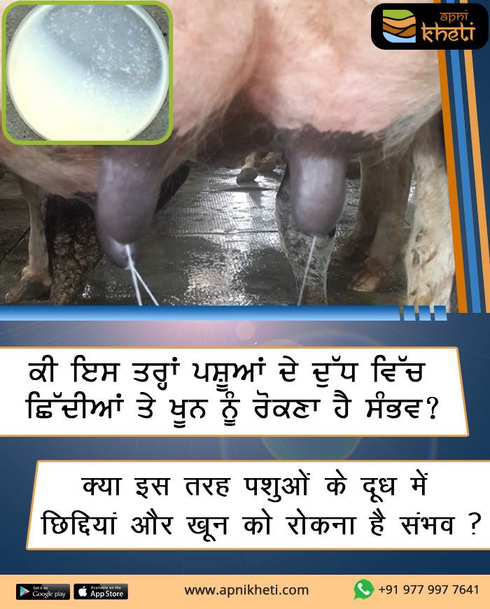 1653-dudh.jpg