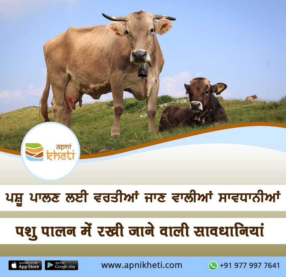 1828-pashu.jpg