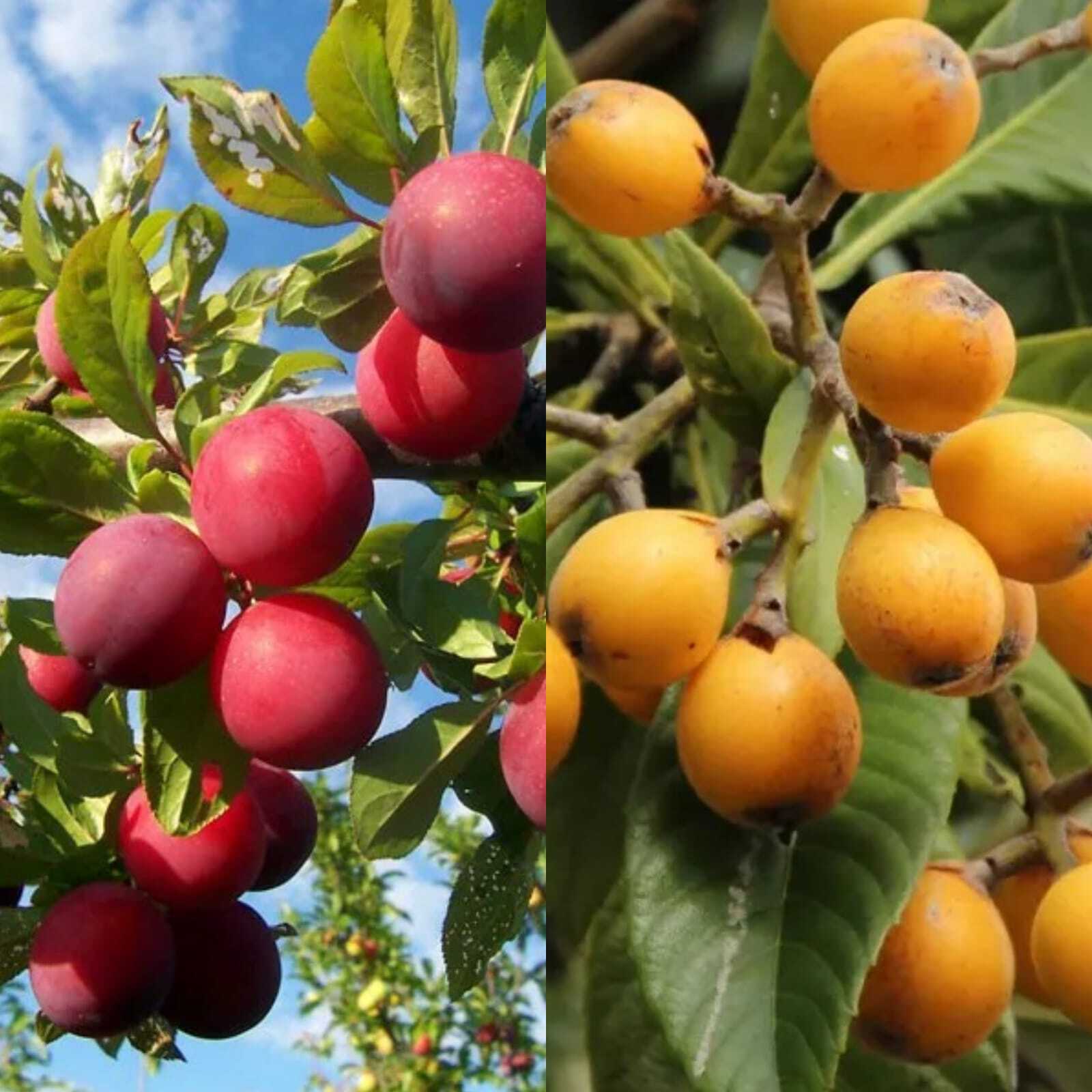 2096-Plum_and_loquat.jpg 