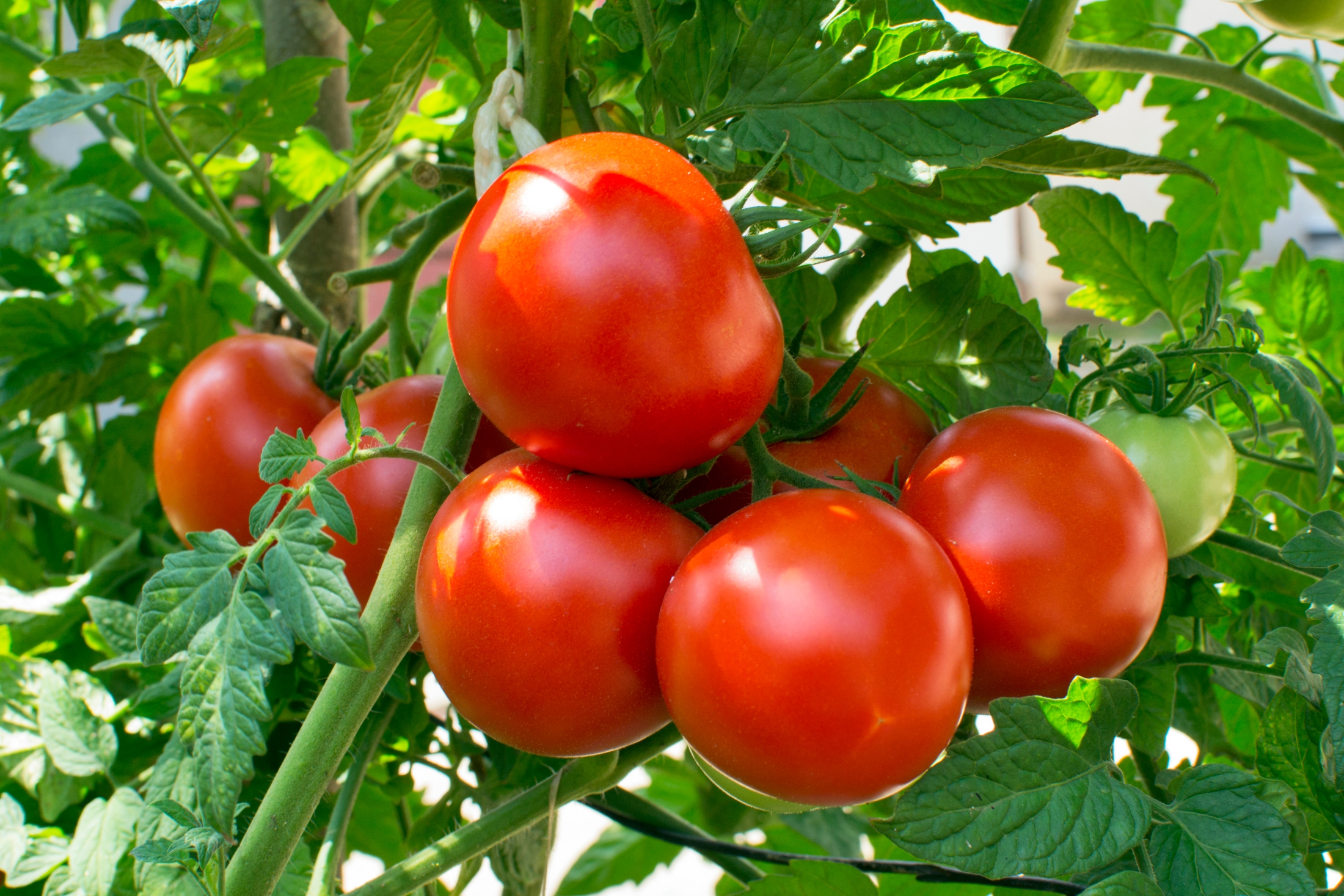 2699-tomato.jpeg