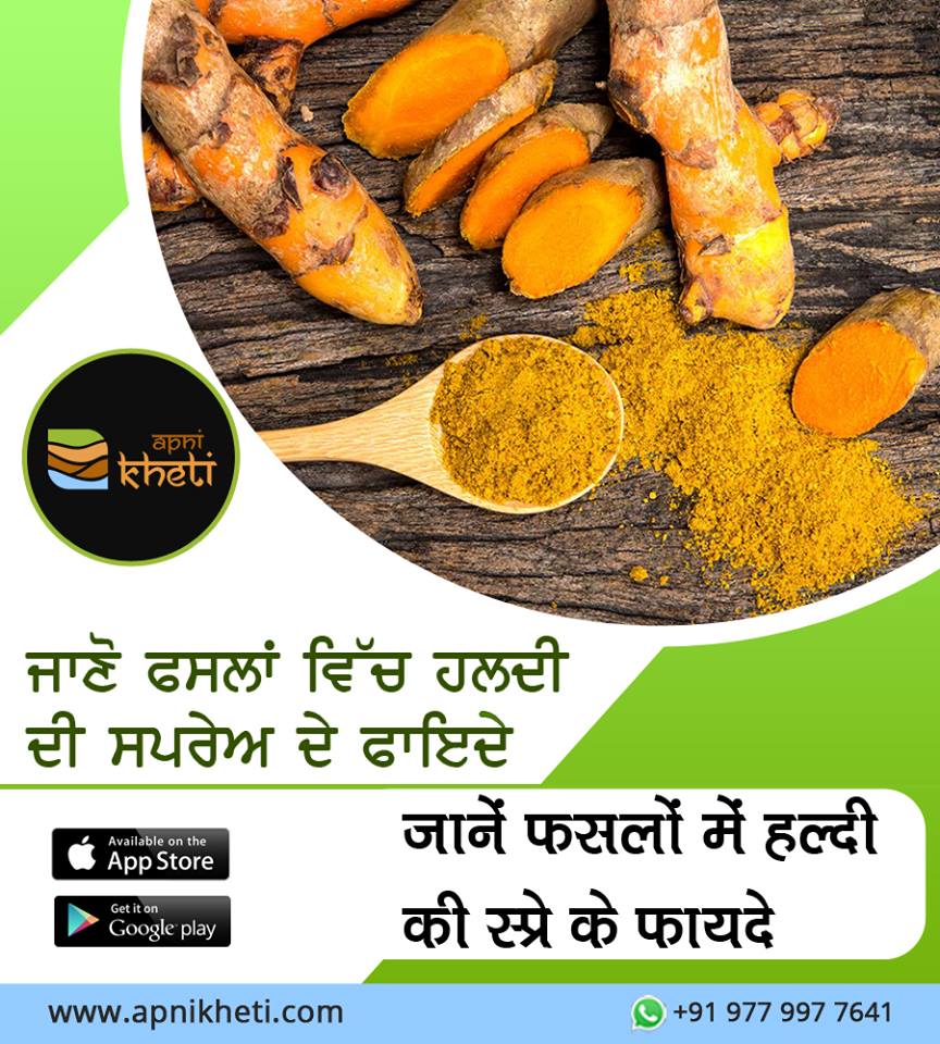 2810-haldi.jpg