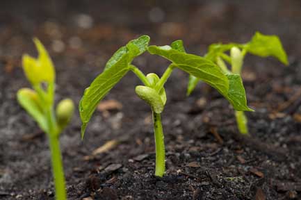 2946-moong.jpg