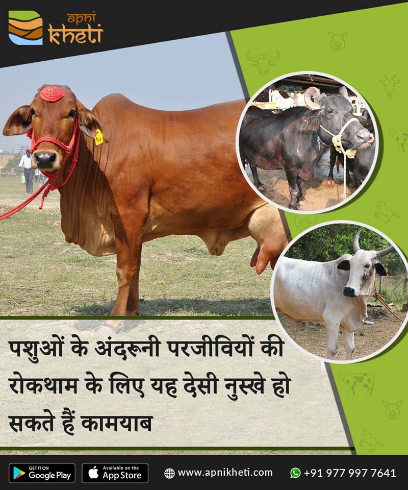 3385-pashu.jpg