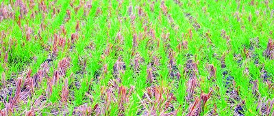 3481-wheat.jpg