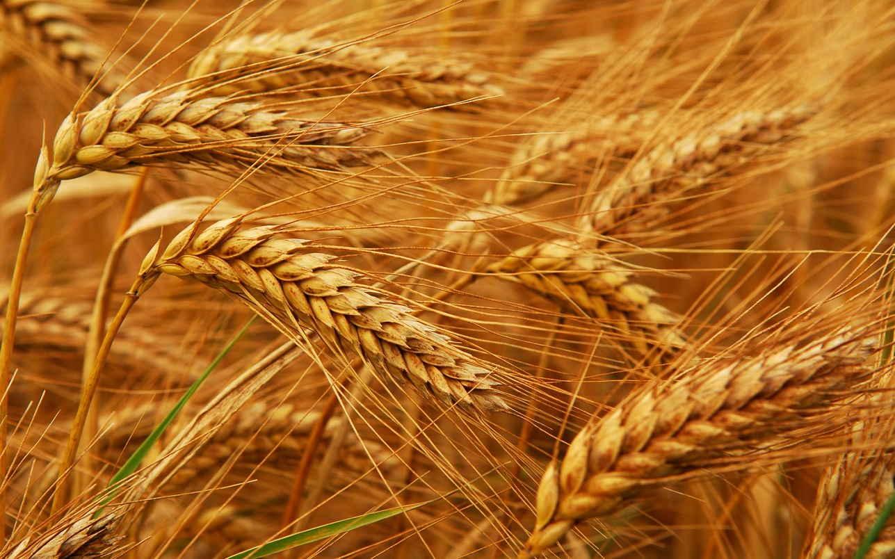 4615-190624-Wheat-breeding-and-allergies-pic-002.jpg 