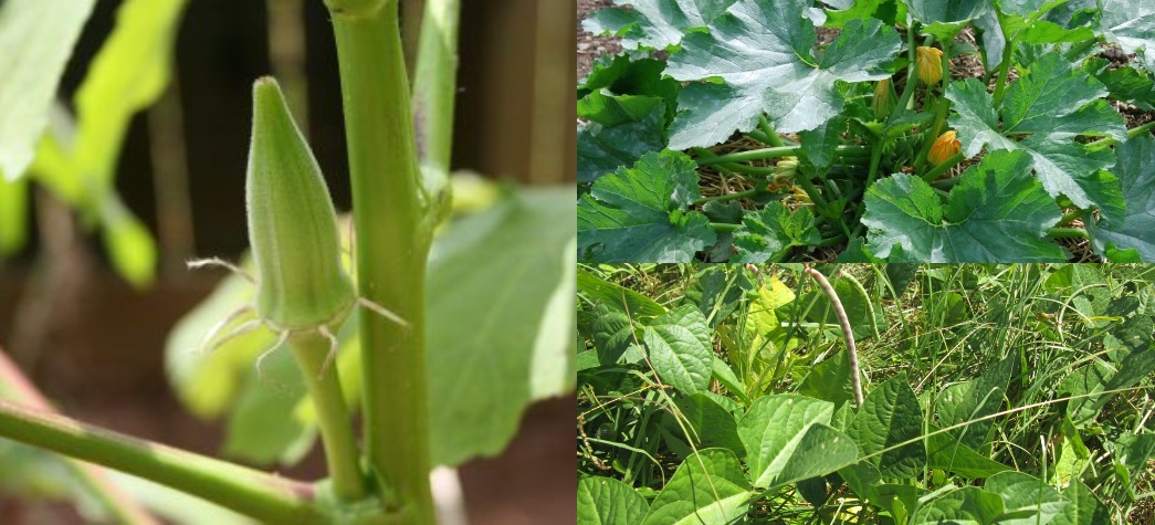 4824-okra.jpg