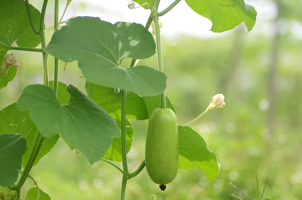 4827-bottle_gourd.jpg