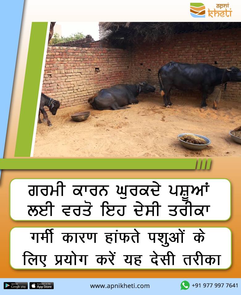 5384-pashu.jpg