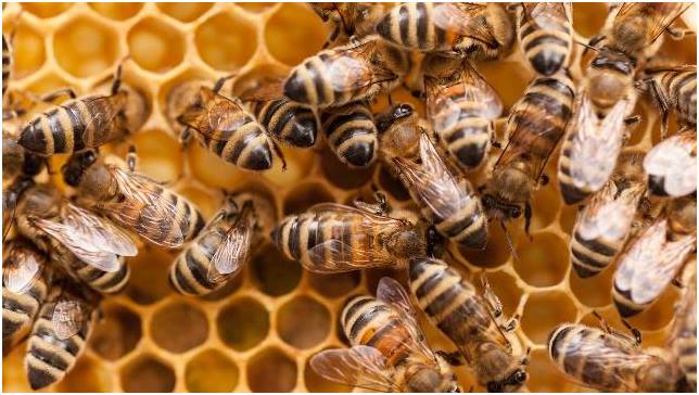 5575-bee_keeping.jpg 