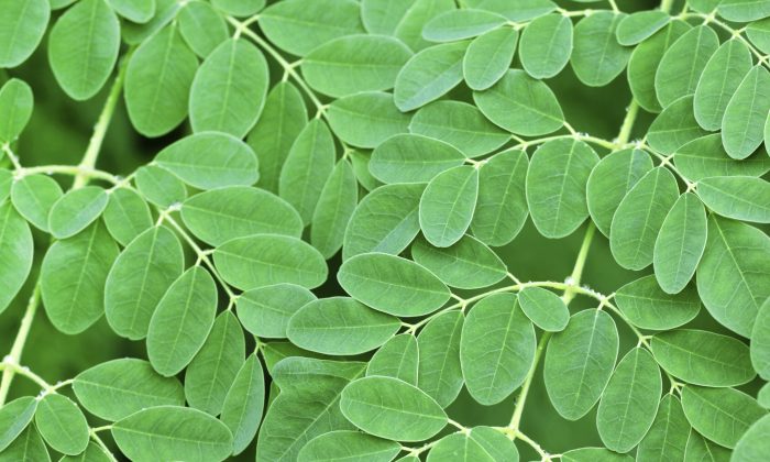 5722-moringa.jpg